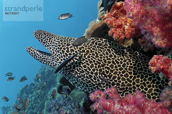 Große Netzmuräne (Gymnothorax favagineus  Gymnothorax permistus) schaut aus Korallenriff mit Weichkorallen  Daymaniyat Inseln Naturreservat  Provinz al-Batina  Sultanat von Oman
