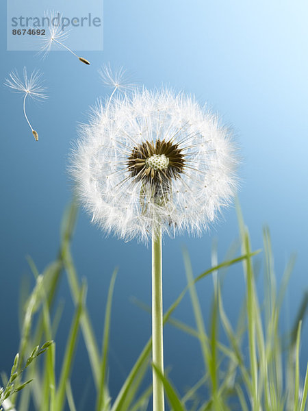 Nahaufnahme der Löwenzahnpflanze im Wind