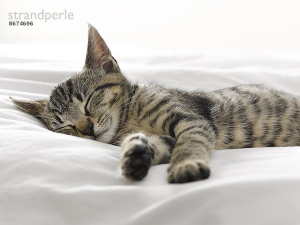 Kätzchen schlafend auf Decken