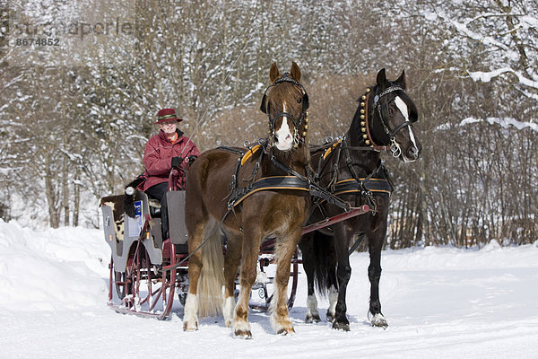 Pferdeschlitten mit Welsh Ponys im Winter  Schlittenfahrt  Söll  Tirol  Österreich