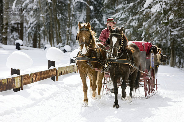 Pferdeschlitten mit Welsh Ponys im Winter  Schlittenfahrt  Söll  Tirol  Österreich