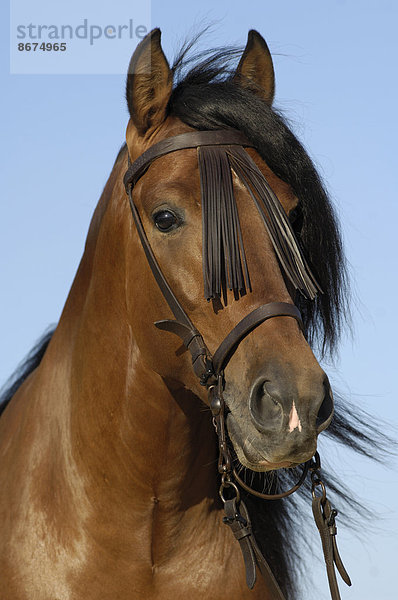 Pura Raza Española  PRE  Hengst  Brauner  mit Vaquero-Zaum  Andalusien  Spanien