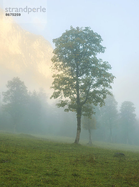 Bäume im Morgennebel im Ahornboden  Hinterriß  Tirol  Österreich
