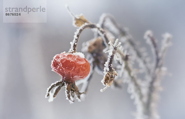 Hagebutte mit Rauhreif-Kristallen