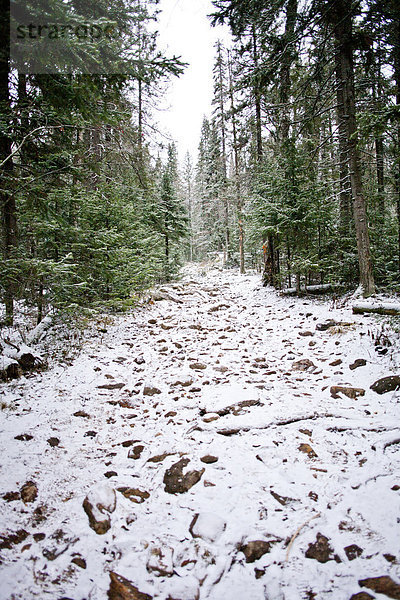 Ländliches Motiv  ländliche Motive  bedecken  Weg  Wald  Schnee