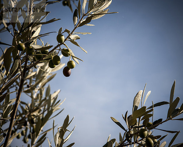 hoch  oben  nahe  Baum  Wachstum  Olive