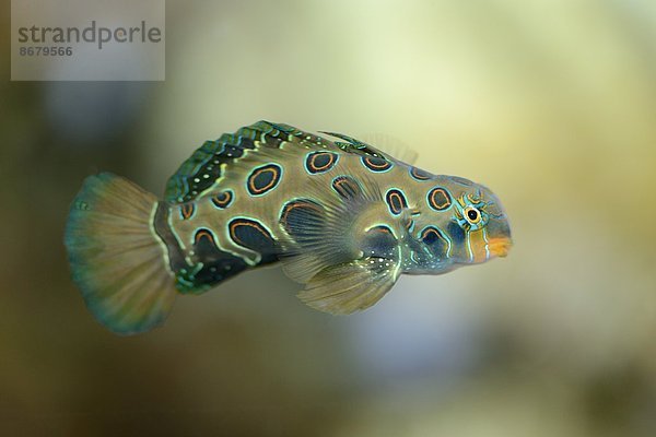 Leierfische Callionymidae Fisch Pisces Close-up Sehenswürdigkeit