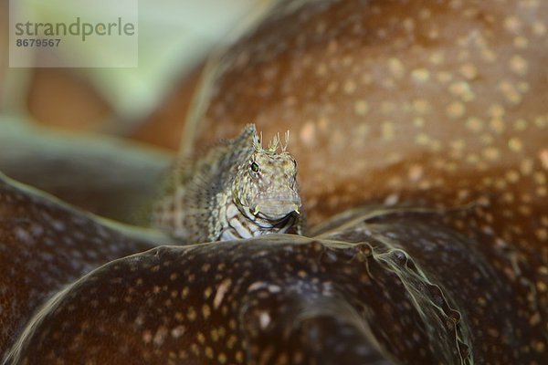 Fisch Pisces Close-up close-ups close up close ups