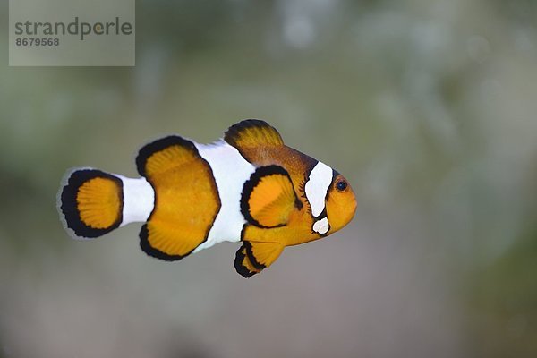 Close-up unaufrichtig Clownfisch Harlekinfisch