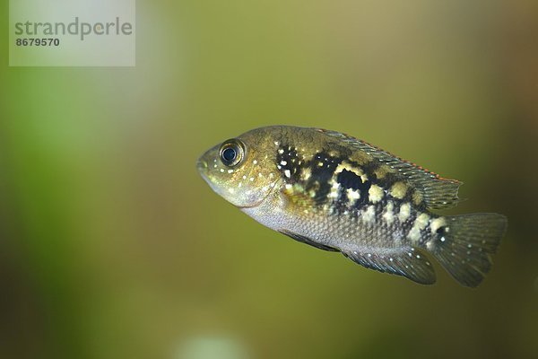 Fisch Pisces Close-up close-ups close up close ups