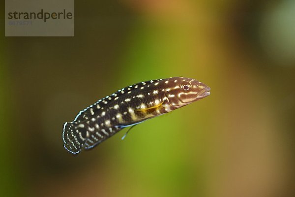 Nahaufnahme einer Schachbrett-Schlankcichlide (Julidochromis marlieri)