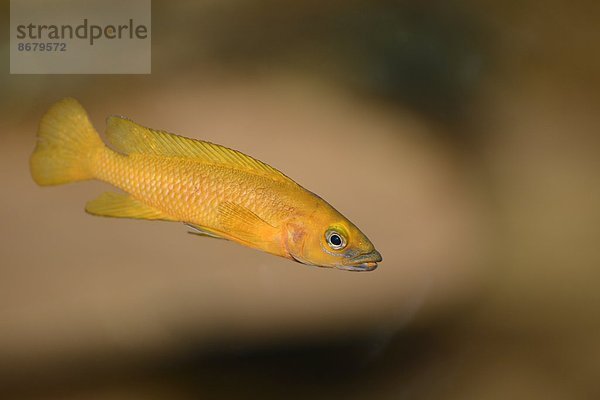 Nahaufnahme einer Tanganjika-Goldcichlide (Neolamprologus leleupi)