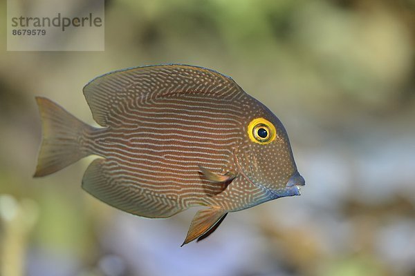 Close-up Borstenzahndoktorfisch