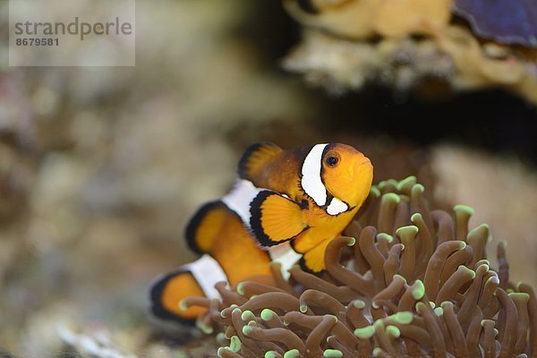 Close-up unaufrichtig Clownfisch Harlekinfisch