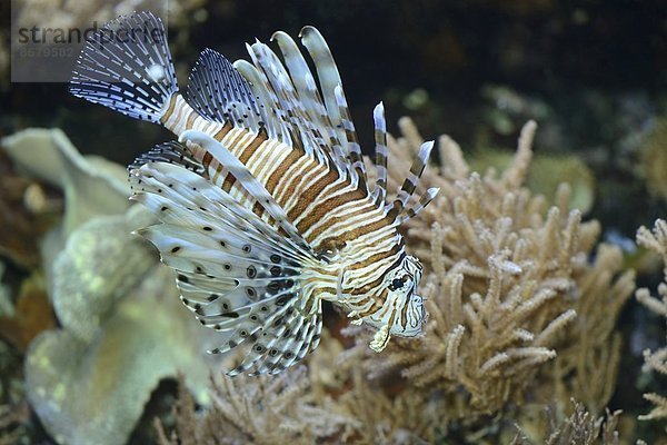 Rotfeuerfisch Pterois volitans Close-up rot