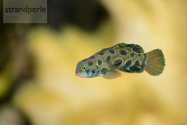 Leierfische Callionymidae Fisch Pisces Close-up Sehenswürdigkeit