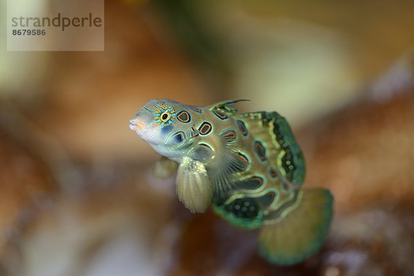 Leierfische Callionymidae Fisch Pisces Close-up Sehenswürdigkeit