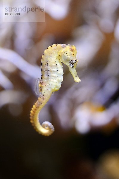 Seepferdchen hippocampus taeniopterus Close-up close-ups close up close ups