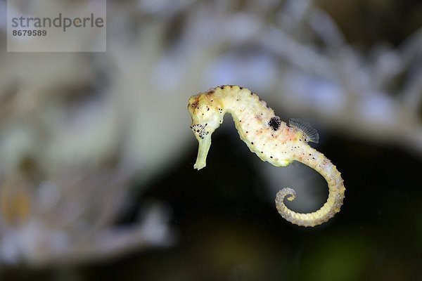 Seepferdchen hippocampus taeniopterus Close-up close-ups close up close ups