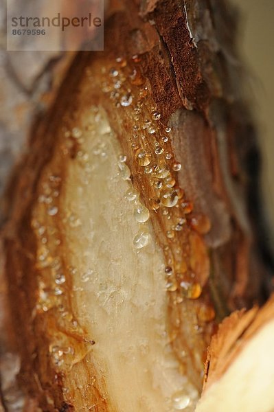 Nahaufnahme einer beschädigten Waldkiefer (Pinus sylvestris)  Baumstamm mit Harztropfen