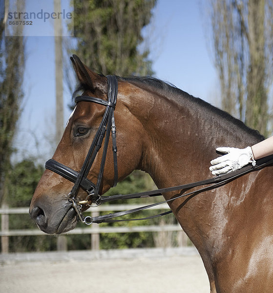 Seitenansicht. Ein braunes Pferd mit Zaumzeug. Die Hand eines Reiters mit Handschuhen auf der glänzend braunen Haut des Halses.
