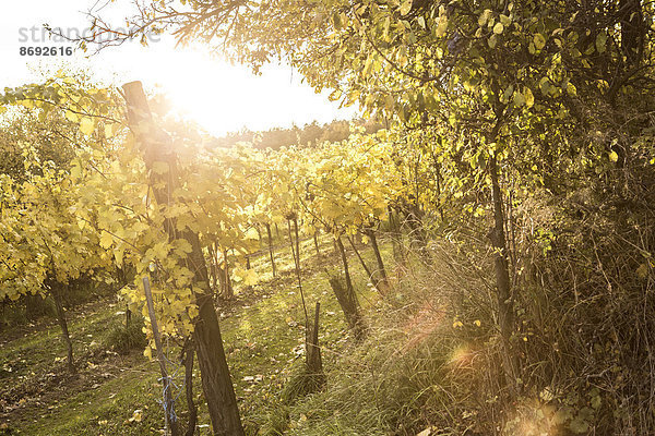 Österreich  Niederösterreich  Weinviertel  Straning  Reben im Herbst