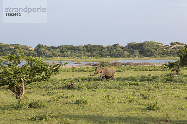 Sri Lanka  Südprovinz  Yala-Nationalpark  Kuh-Elefant und Kalb