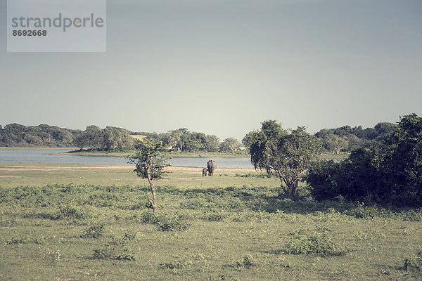 Sri Lanka  Südprovinz  Yala-Nationalpark  Kuh-Elefant und Kalb