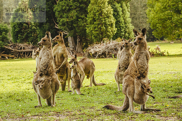 Australien  New South Wales  Kängurus  teilweise mit Joey (Macropus giganteus) auf Wiese