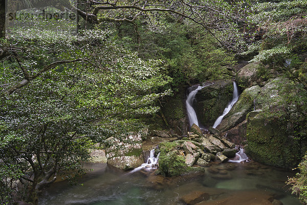 Japan  Wasserfall im Regenwald der Insel Yakushima
