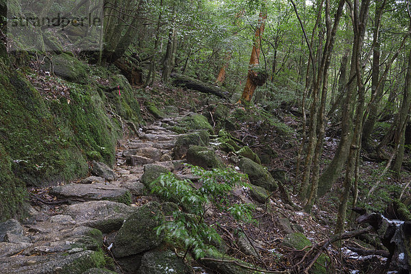 Japan  Waldweg im Regenwald der Insel Yakushima  UNESCO-Weltnaturerbe