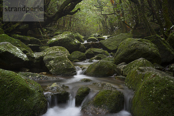 Japan  Wasserfall im Regenwald der Insel Yakushima  Unesco-Weltnaturerbe