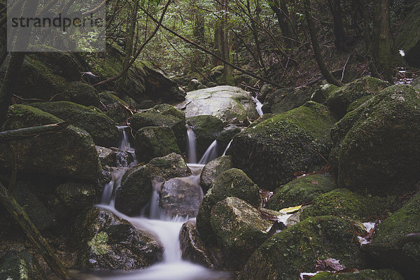 Japan  Yakushima  Wasserfall im Regenwald  Unesco-Weltnaturerbe