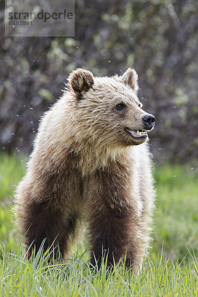 Kanada  Alberta  Jasper und Banff Nationalpark  Junger Grizzlybär