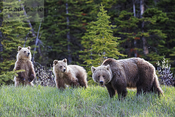 Kanada  Alberta  Jasper und Banff Nationalpark  Grizzlybären  Mutter mit Jungtieren