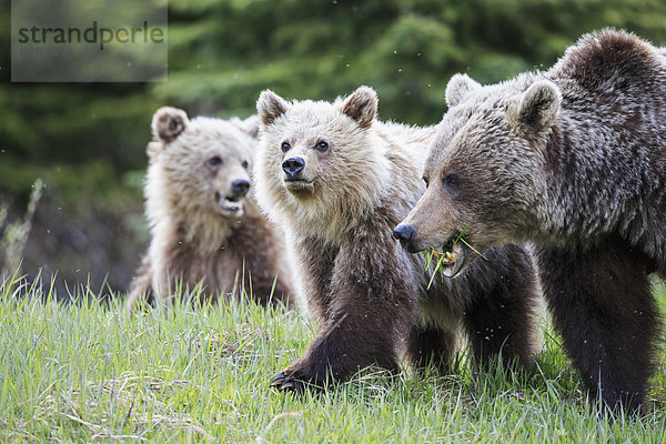 Kanada  Alberta  Jasper und Banff Nationalpark  Grizzlybären  Mutter mit Jungtieren