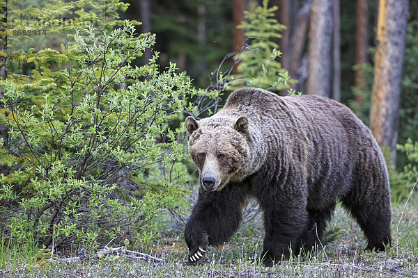 Kanada  Alberta  Jasper und Banff Nationalpark  Männlicher Grizzlybär