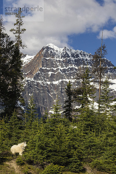 Kanada  Alberta  Rocky Mountains  Jasper Nationalpark  Banff Nationalpark  Bergziege (Oreamnos americanus) vor Berglandschaft