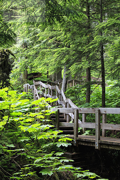 Kanada  British Columbia  Mount Revelstoke National Park  Giant Cedars Boardwalk Trail