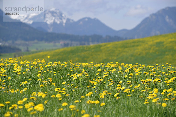 Deutschland  Bayern  Ostallgäu  Hopferau  Blick auf blühende Löwenzähne  (Taraxacum officinale) vor den Alpen