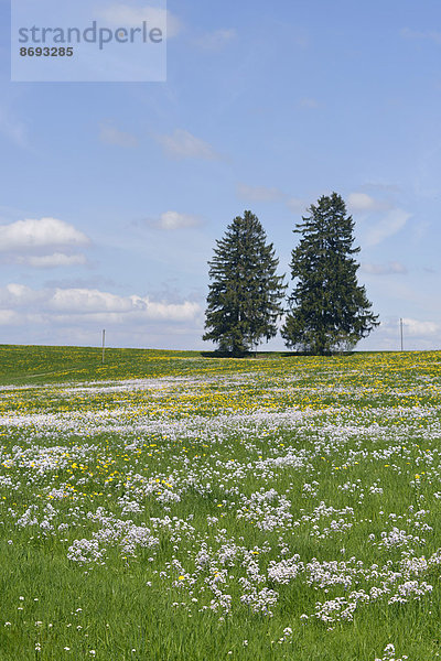 Deutschland  Bayern  Ostallgäu  Lengenwang  Blick auf blühende Löwenzähne und Kuckucksblüten (Cardamine pratensis) und zwei Koniferen im Hintergrund.