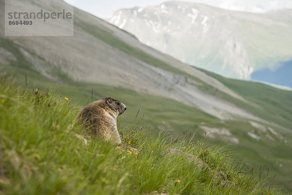 Österreich  Kärnten  Kaiser-Franz-Josefs-Hoehe  Alpenmurmeltier (marmota marmota) auf Wiese