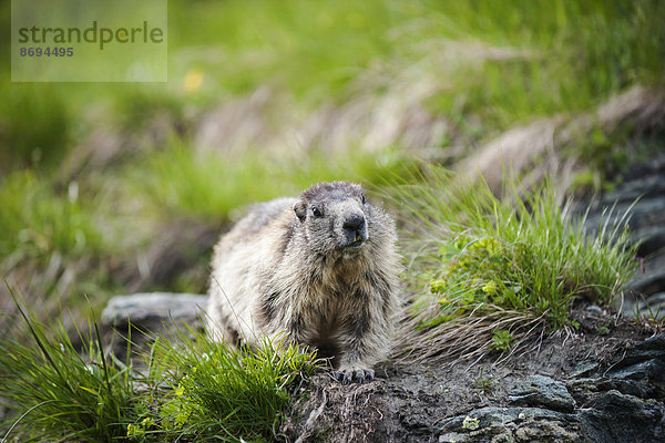 Österreich  Kärnten  Kaiser-Franz-Josefs-Hoehe  neugieriges Murmeltier (marmota marmota)