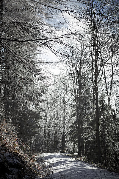 Deutschland  Bayern  Bodenmais  Weg durch den winterlichen Wald