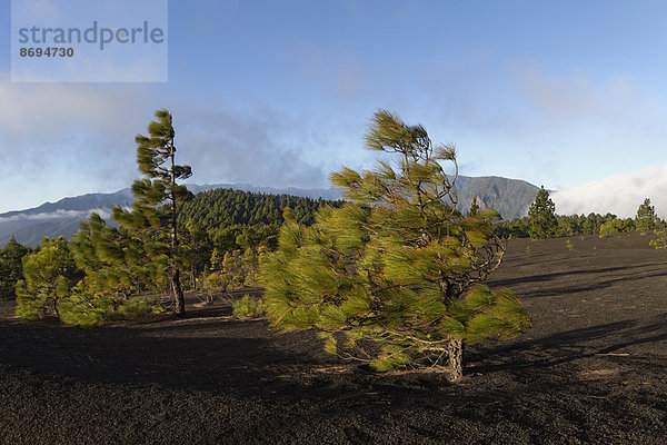 Spanien  Kanarische Inseln  La Palma  Llano de Jable bei El Paso  Kiefern im Sturm