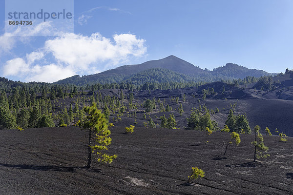 Spanien  Kanarische Inseln  La Palma  Llano de Jable bei El Paso mit Vulkan Pico Birigoyo