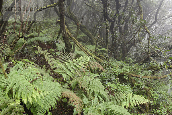 Spanien  Kanarische Inseln  La Palma  Cumbre Nueva  Nebelwald