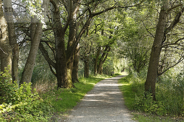 Österreich  Vorarlberg  Hard  Naturschutzgebiet Rheindelta  Radweg