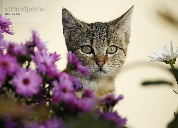 Porträt eines getigerten Kätzchens zwischen den Blüten