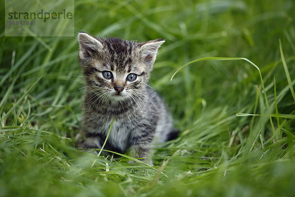 Tabby Kätzchen (felis silvestris catus) auf Gras sitzend